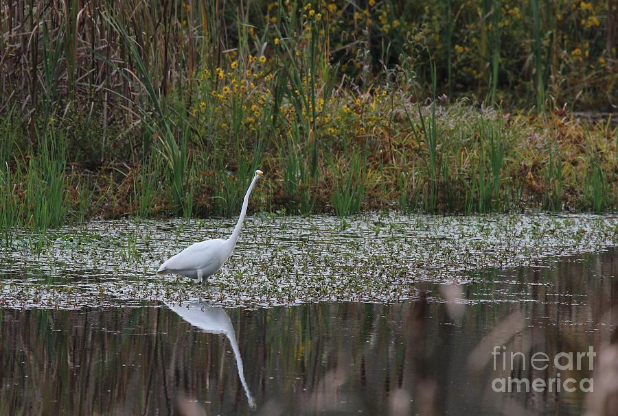 Great Egret #20 Photograph by Jack R Brock