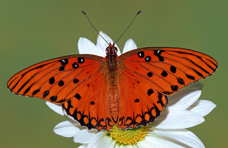 Gulf Fritillary Butterfly #20 Photograph by Millard H. Sharp