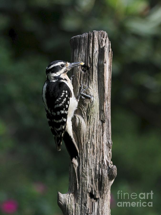 Hairy Woodpecker #20 Photograph by Jack R Brock