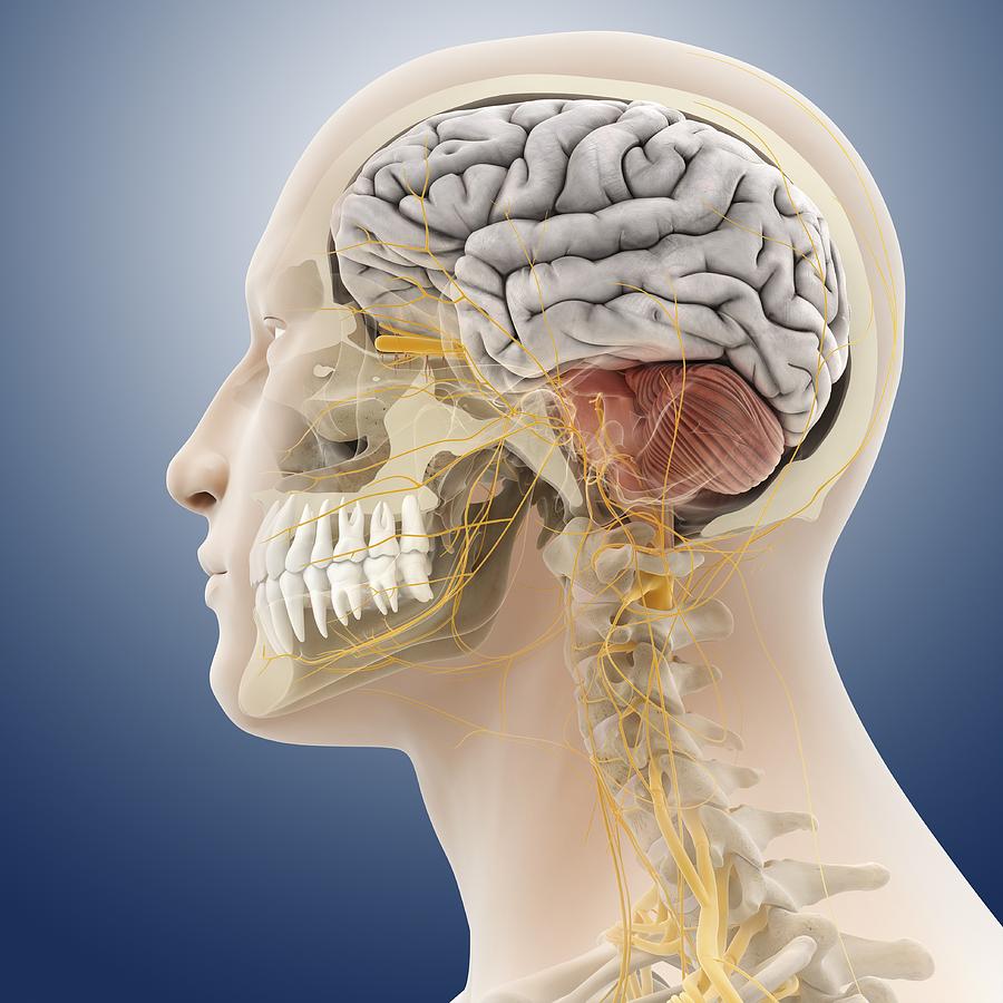 Head And Neck Anatomy Artwork Photograph By Science Photo Library