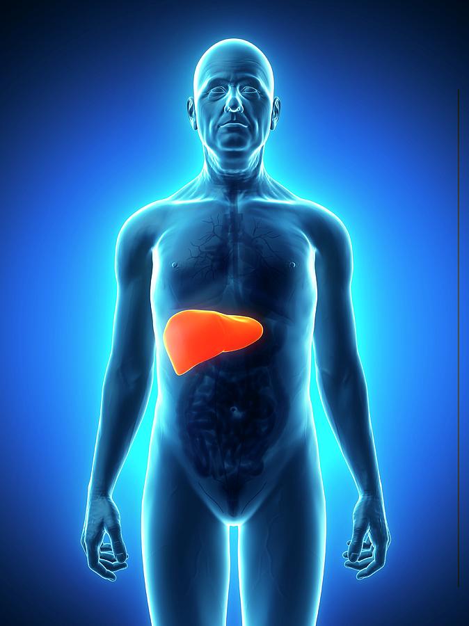 Healthy Liver #20 Photograph by Sciepro/science Photo Library