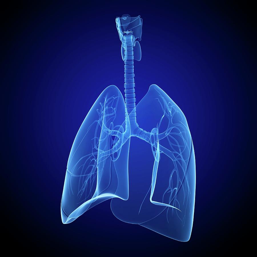 Healthy Lungs #20 by Pixologicstudio/science Photo Library