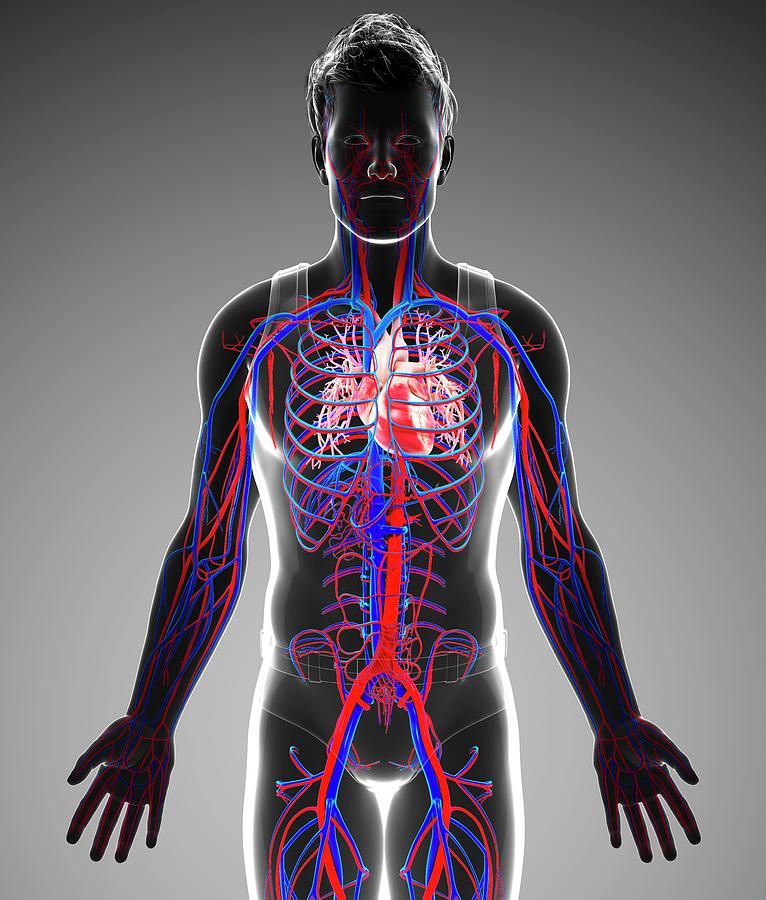 Human Cardiovascular System Photograph By Pixologicstudio Science Photo