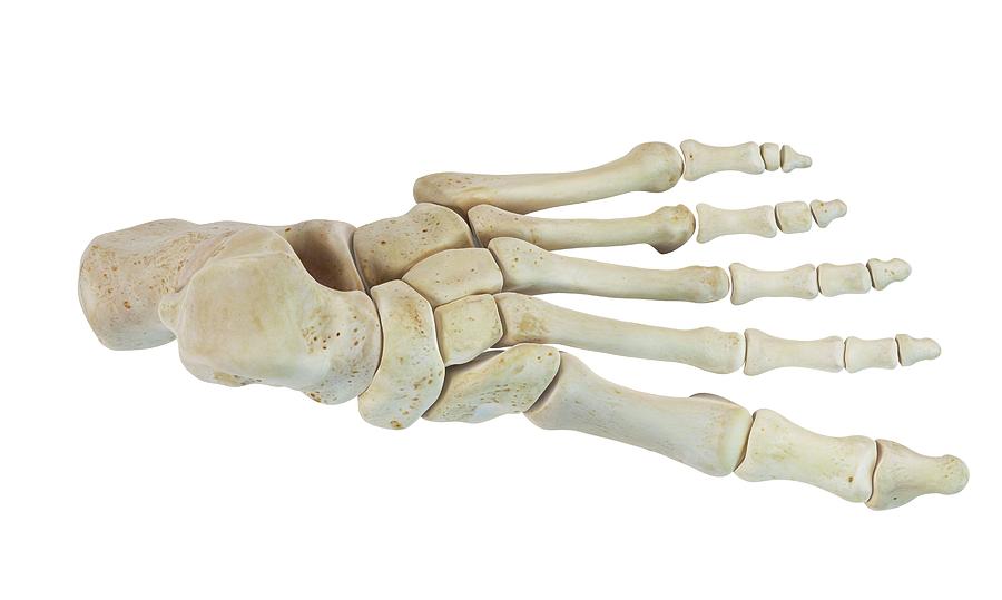 Illustration Photograph - Human Foot Bones #20 by Sciepro