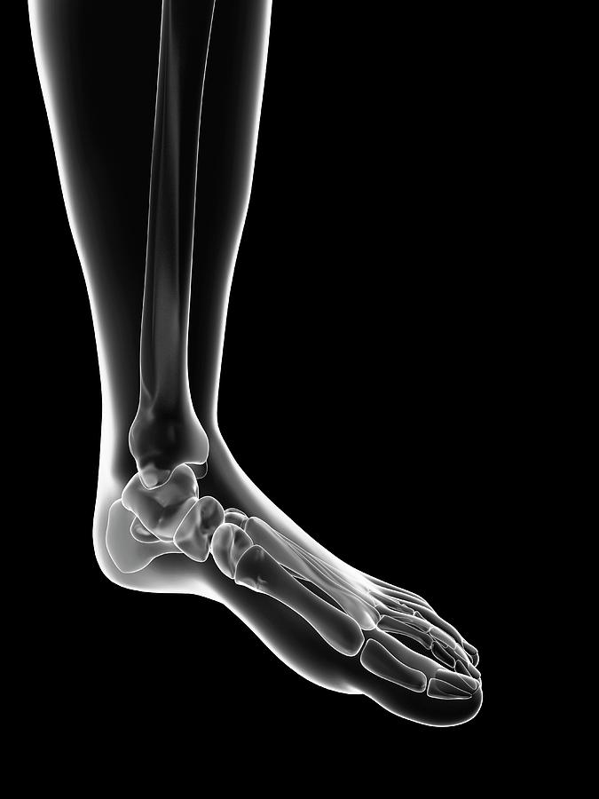 Human Foot Bones Photograph By Sebastian Kaulitzki Fine Art America 3995