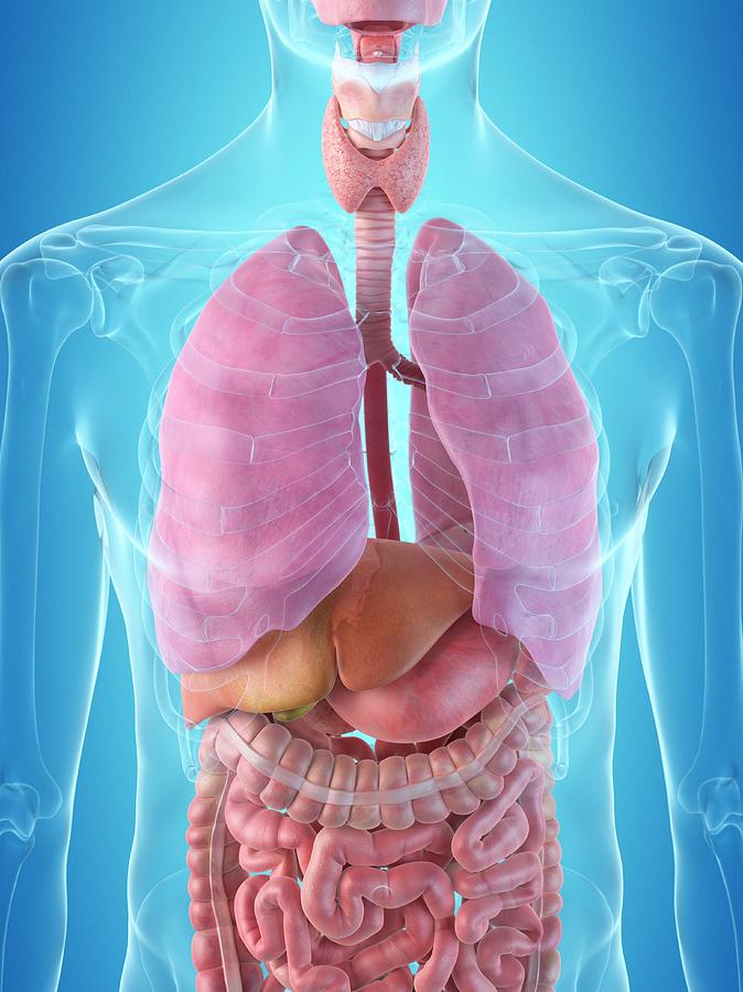 Illustration Photograph - Human Internal Organs #20 by Sciepro