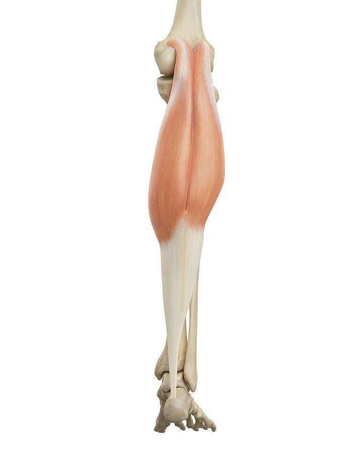 Human Leg Muscles Photograph by Sciepro Biology Diagrams