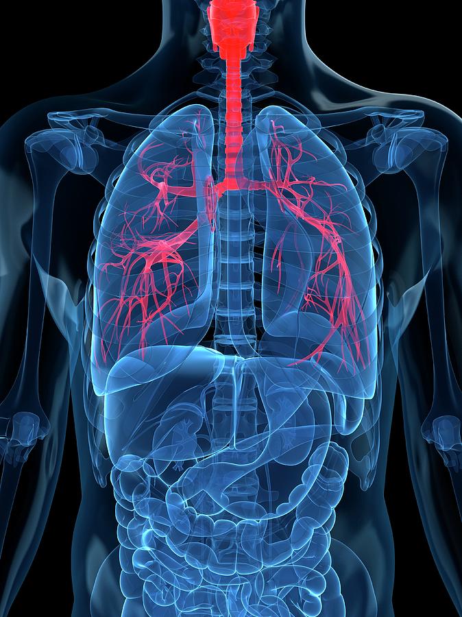 Human Lungs, Artwork Digital Art by Sciepro - Pixels