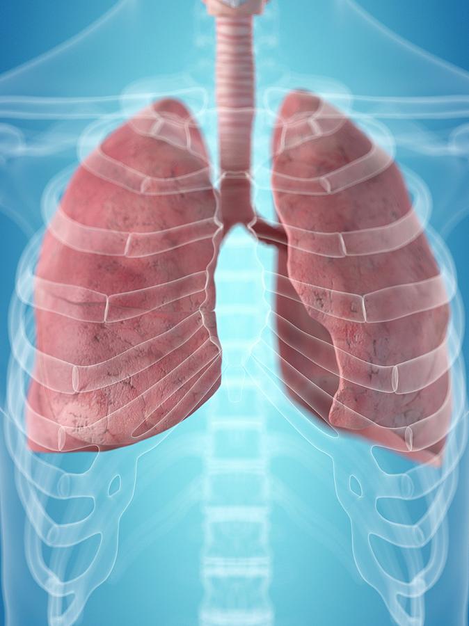 Human Lungs Photograph By Sciepro