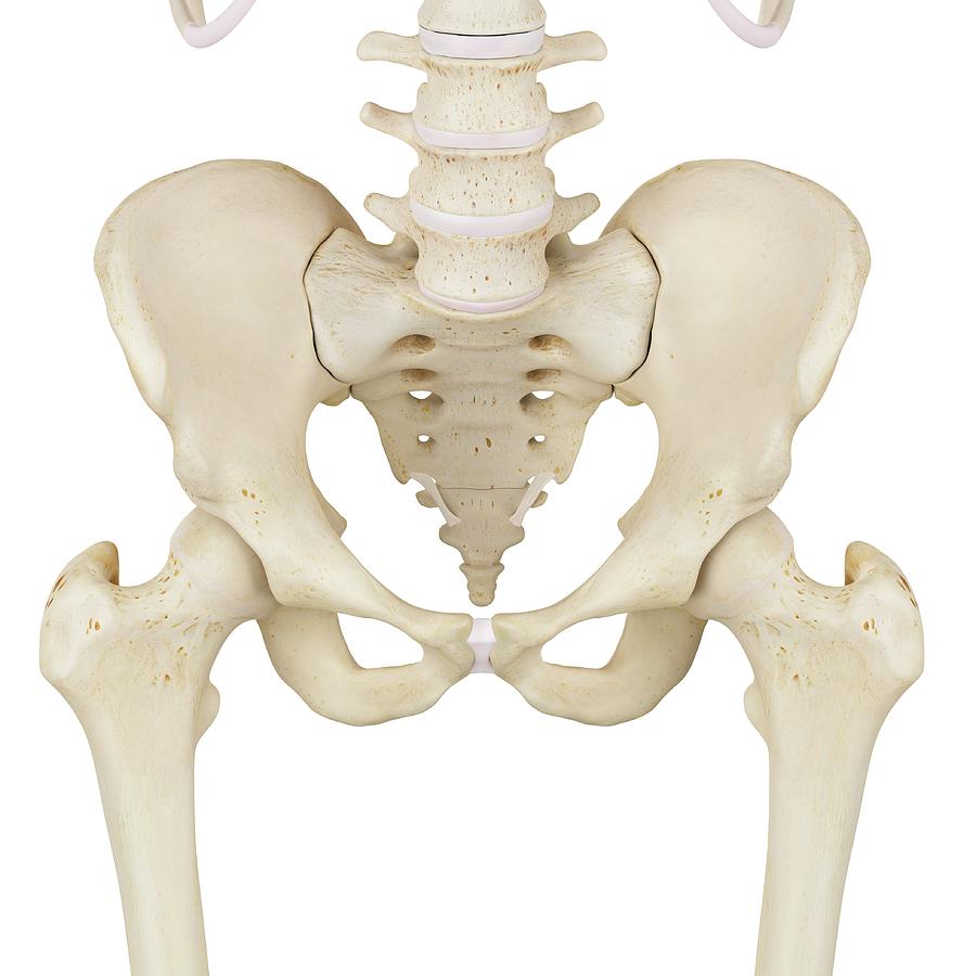 Human Pelvis Bones Photograph By Sciepro Pixels