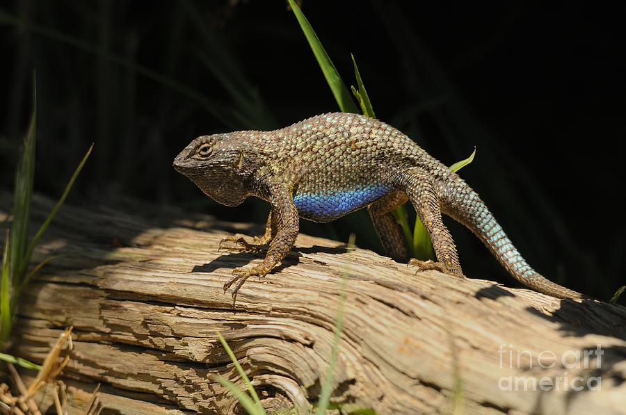 Lizard #20 Photograph by Marc Bittan