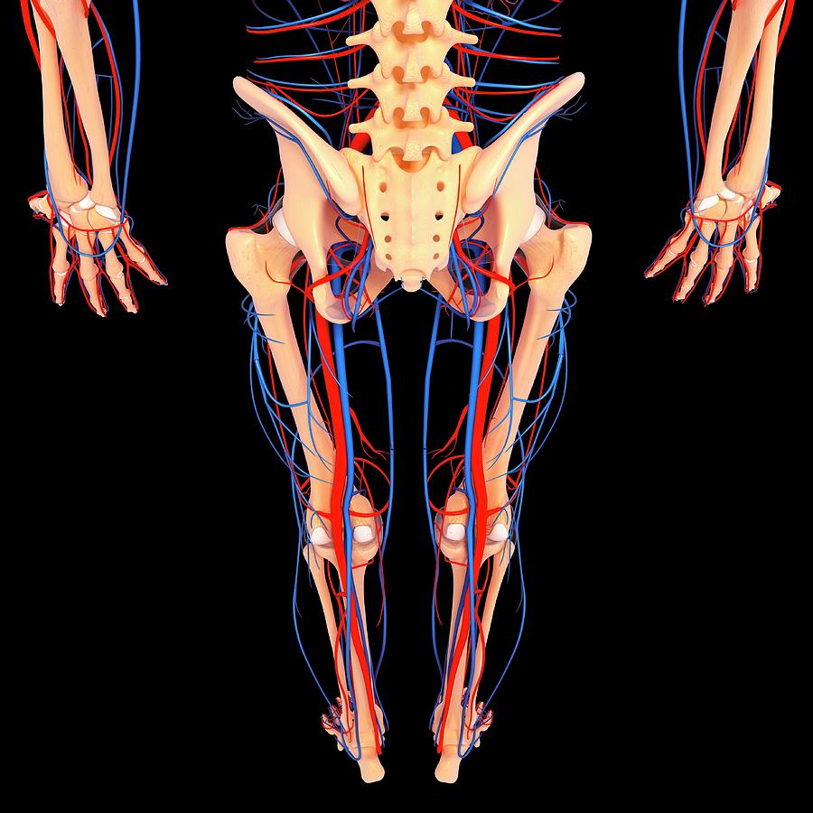 Lower Body Anatomy Drawing : Functional Anatomy of the Lower Limb