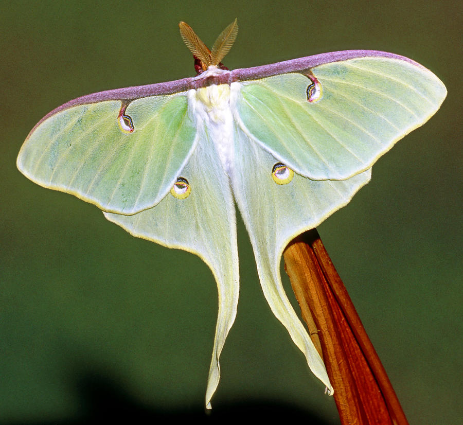 Luna Moth #20 Photograph by Millard H. Sharp