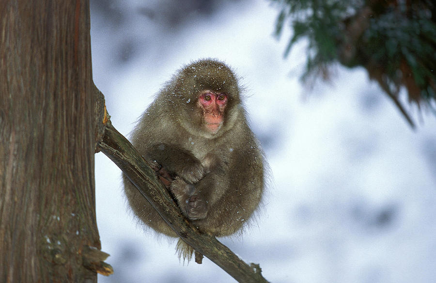 Macaque Du Japon Macaca Fuscata Photograph by Gerard Lacz - Fine Art ...