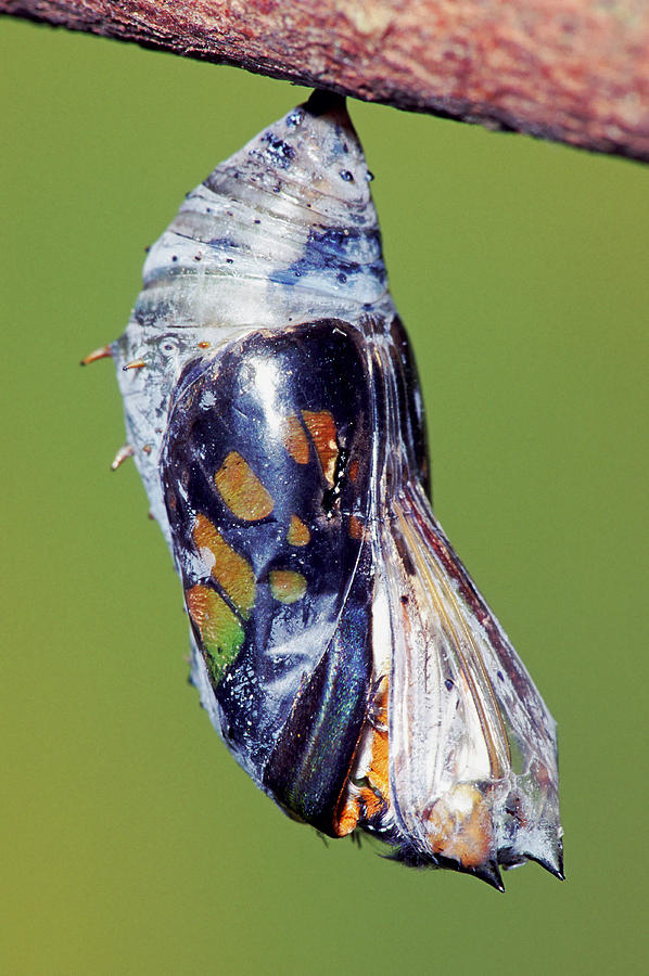 Malachite Butterfly #20 Photograph by Millard H. Sharp