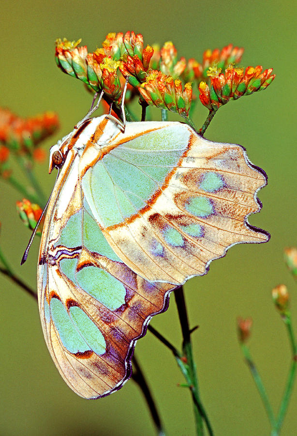 Malachite Butterfly Siproeta Stelenes #20 Photograph by Millard H. Sharp