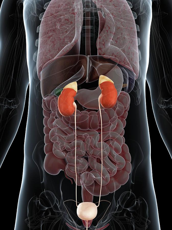 Male Urinary System Photograph by Sciepro/science Photo Library - Fine ...