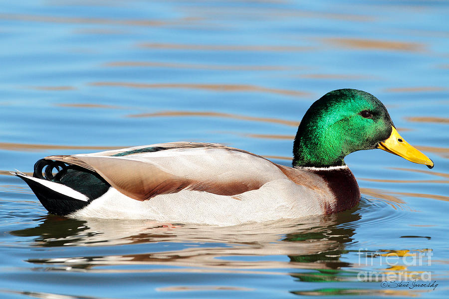 Mallard Duck #20 Photograph by Steve Javorsky