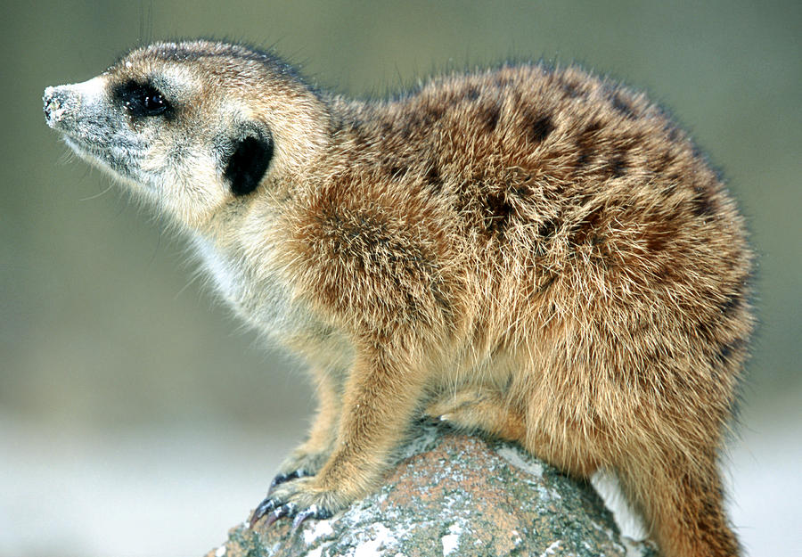 Meerkat #20 Photograph by Millard H. Sharp
