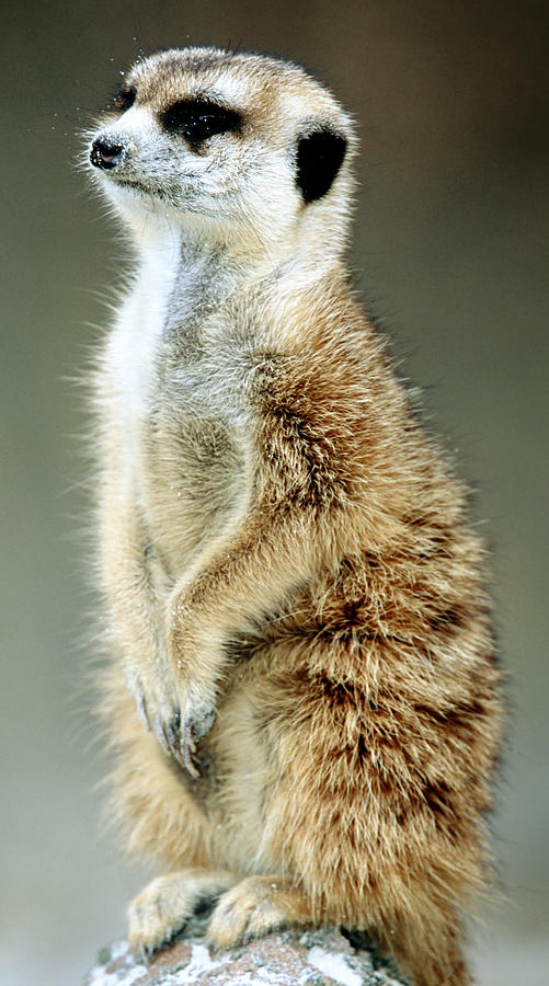Meerkat Suricata Suricatta #20 Photograph by Millard H. Sharp