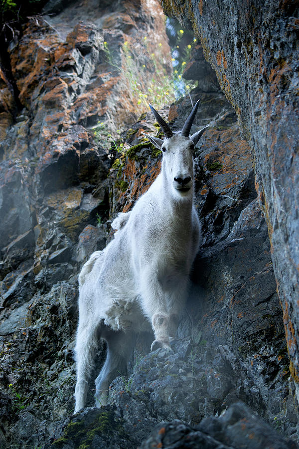Mountain Goat #20 Photograph by Mark Newman