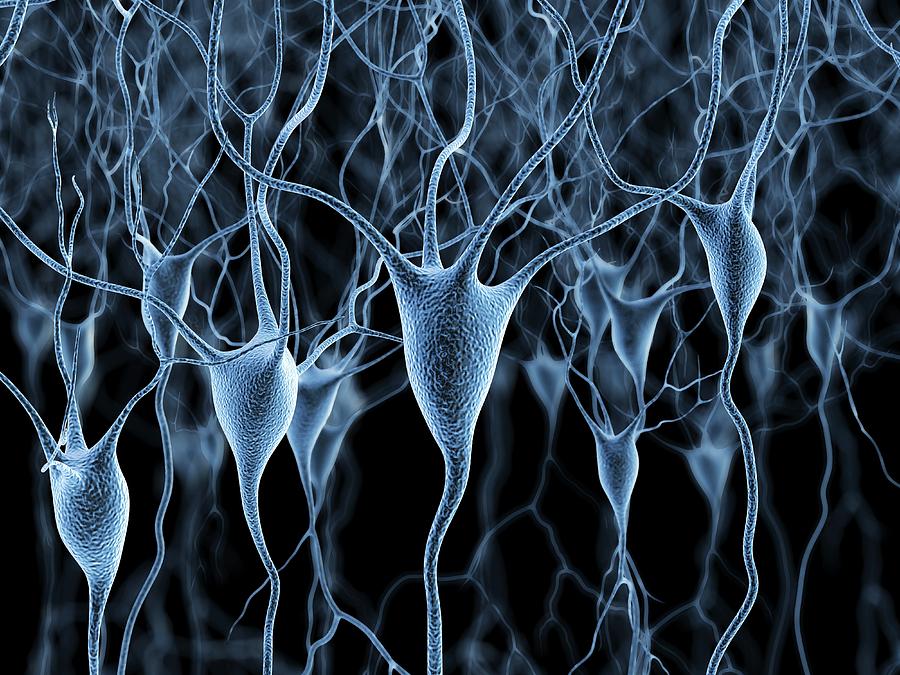 Nerve Cells #20 Photograph by Alfred Pasieka/science Photo Library