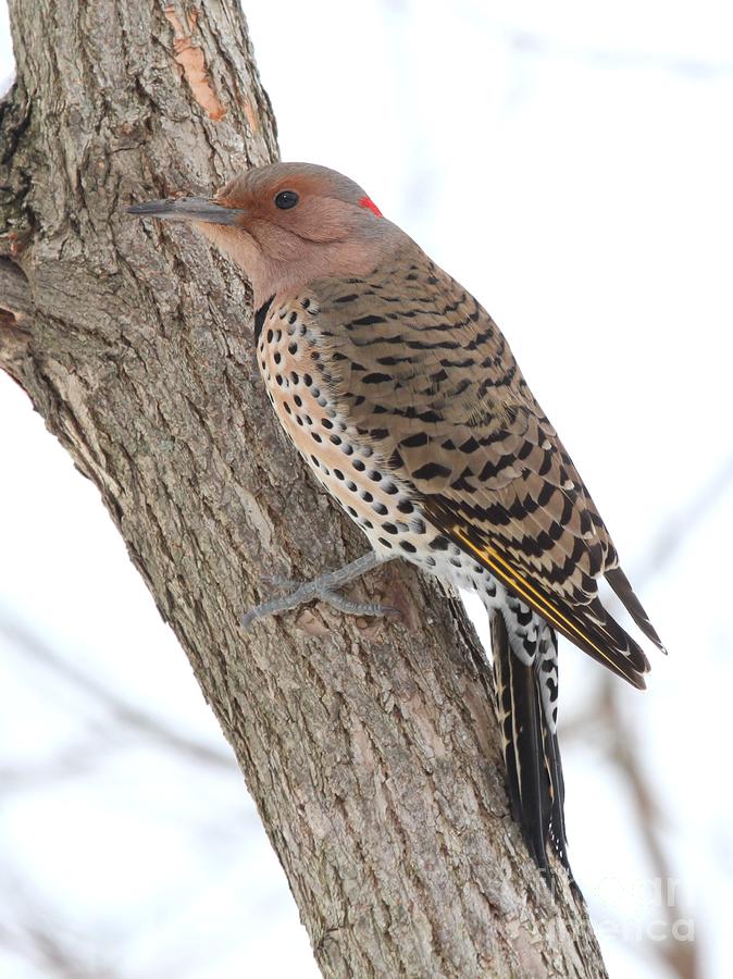Nature Photograph - Northern Flicker #20 by Jack R Brock