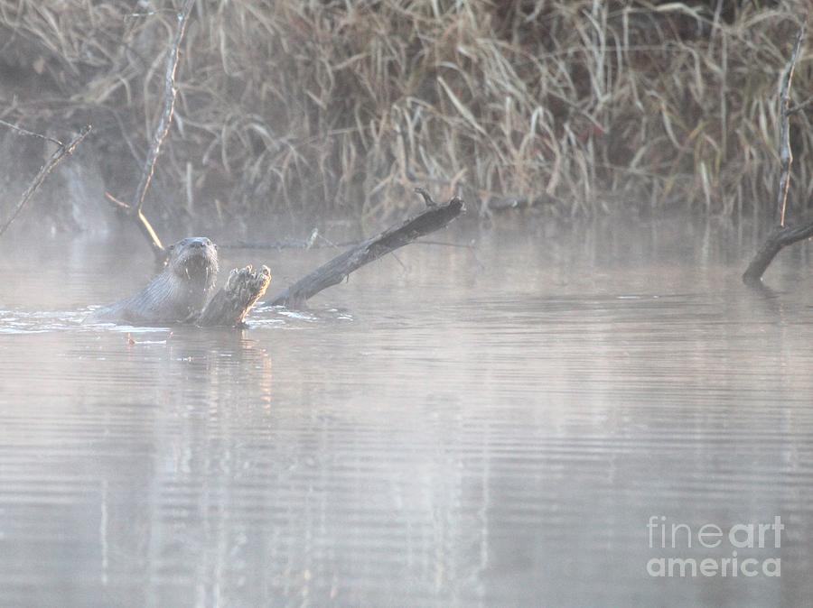 Northern River Otter #20 Photograph by Jack R Brock