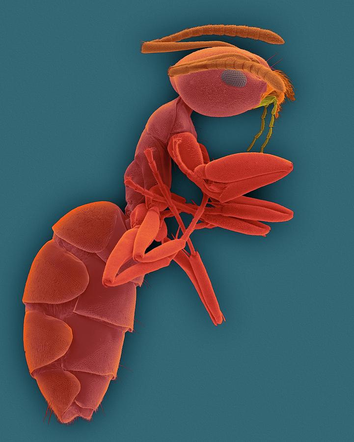 Odorous House Ant #20 Photograph by Dennis Kunkel Microscopy/science Photo Library