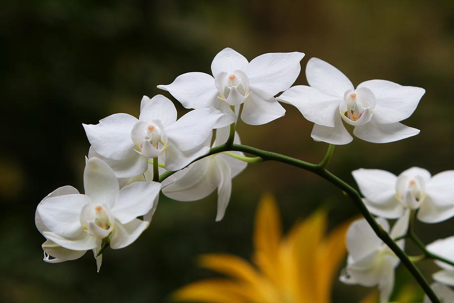 Orchids #14 Photograph by John Freidenberg