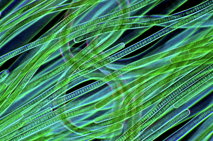 Nature Photograph - Oscillatoria Cyanobacteria #20 by Marek Mis