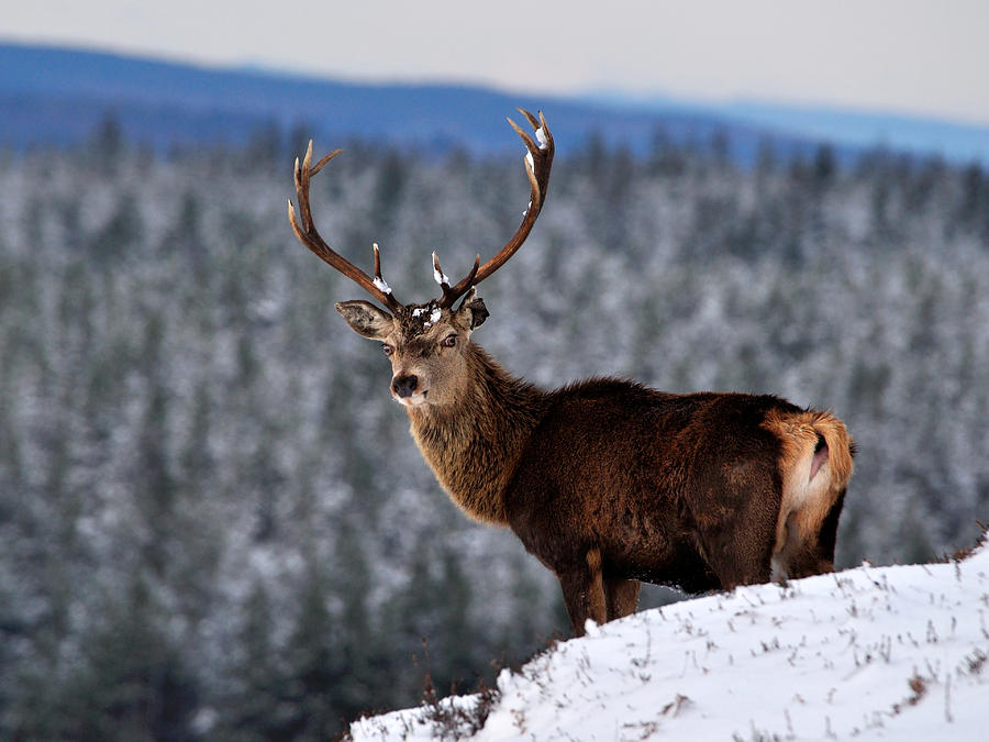 Red Deer Stag   #20 Photograph by Gavin Macrae