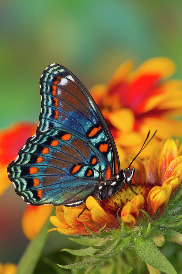 Butterfly Photograph - Red-spotted Purple Butterfly, Limenitis #20 by Darrell Gulin