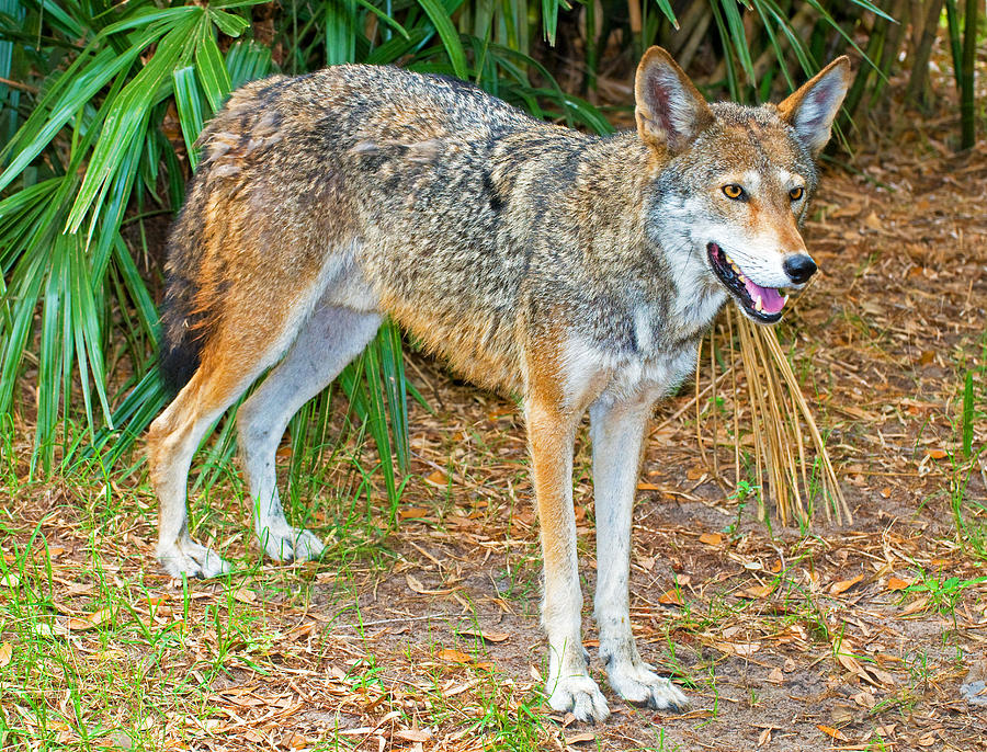 Red Wolf #20 Photograph by Millard H. Sharp