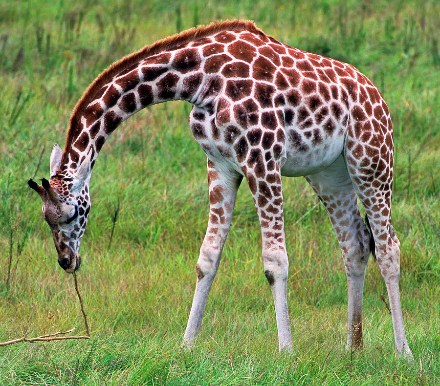 Reticulated Giraffe #20 Photograph by Millard H. Sharp