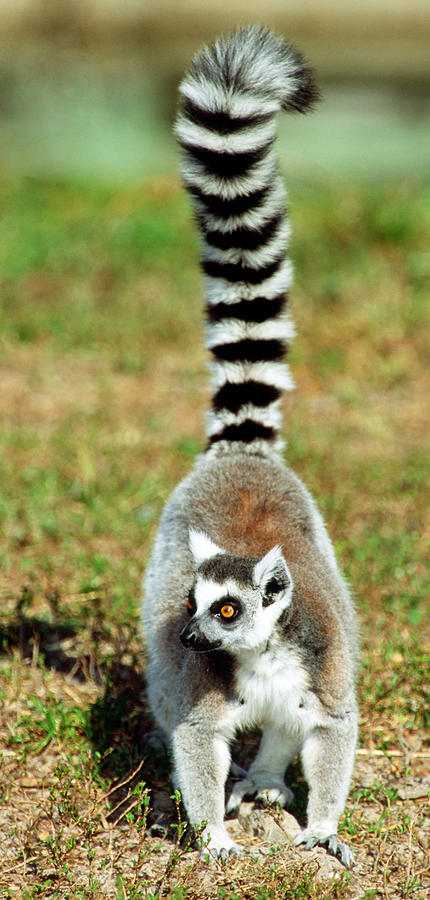 Ring-tailed Lemur Lemur Catta #20 Photograph by Millard H. Sharp