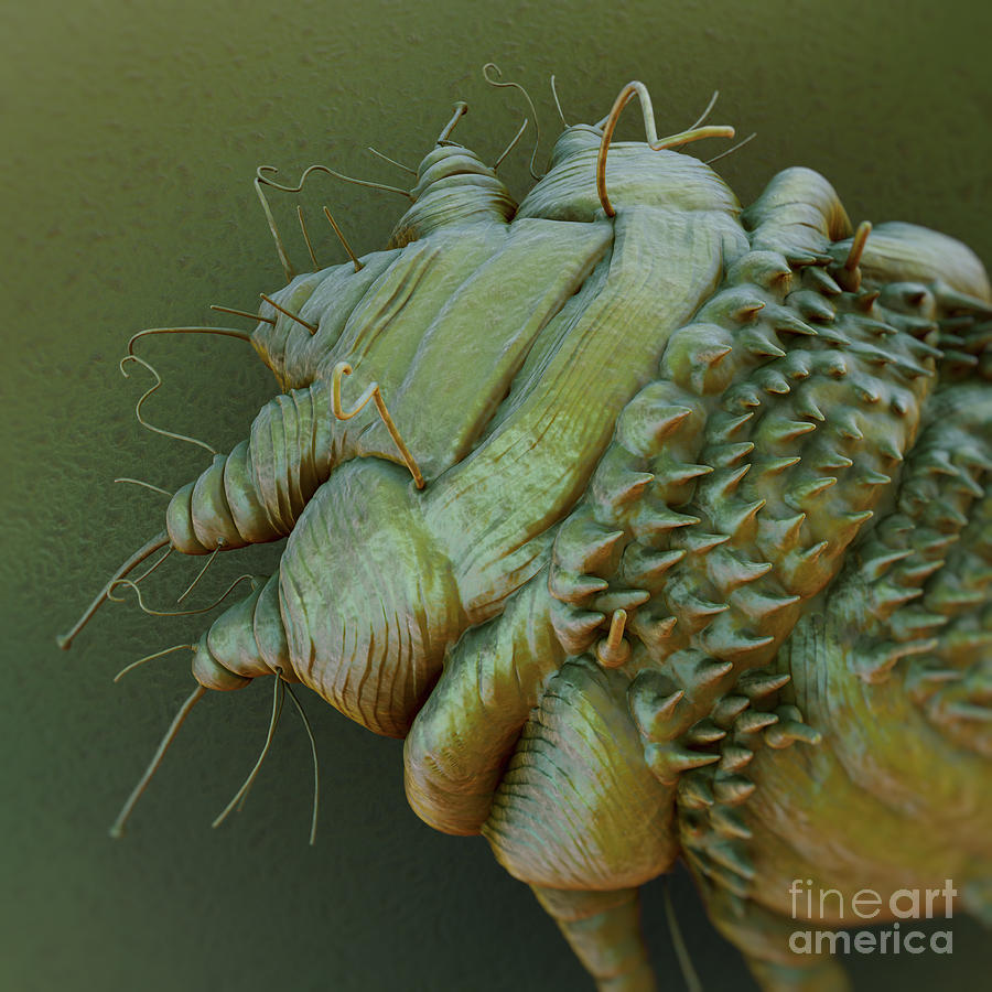 Scabies Mite Photograph By Science Picture Co Fine Art America