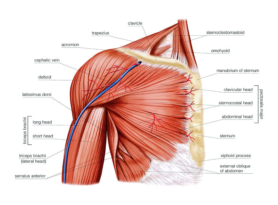 20 Shoulder Muscles Asklepios Medical Atlas 