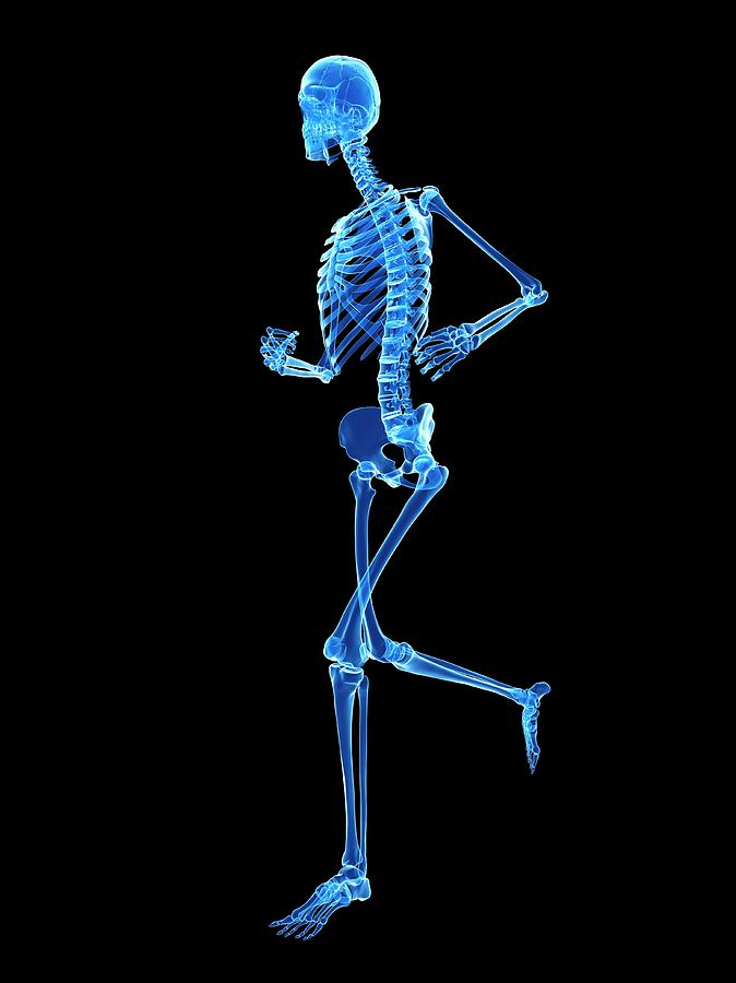 Skeletal System Of Runner #20 Photograph by Sebastian Kaulitzki
