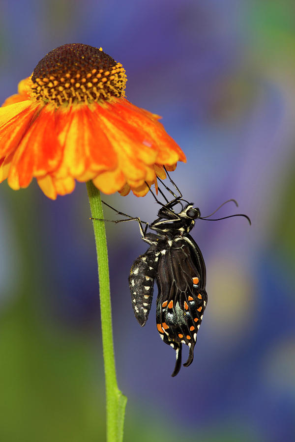 Butterfly Photograph - Spicebush Swallowtail Butterfly #20 by Darrell Gulin