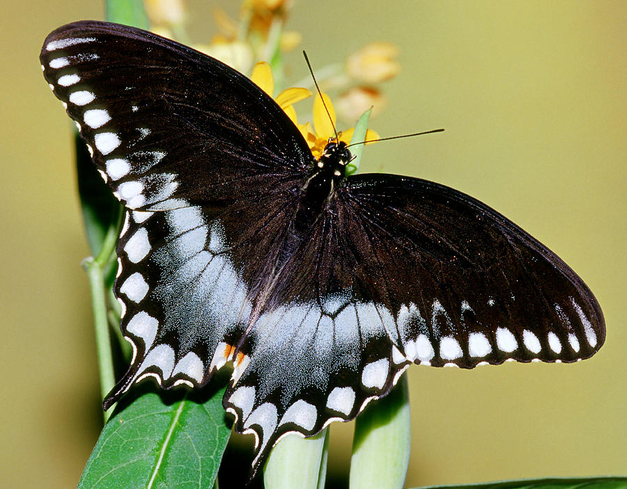 Spicebush Swallowtail Butterfly #20 Photograph by Millard H. Sharp