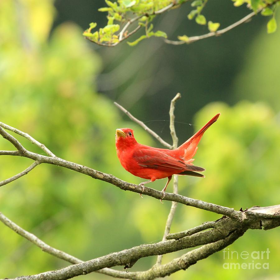Summer Tanager #20 Photograph by Jack R Brock
