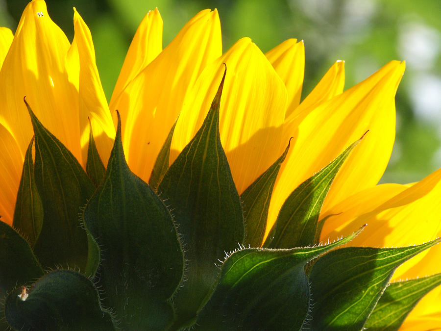 Sunflower #20 Photograph by Bonnie Sue Rauch