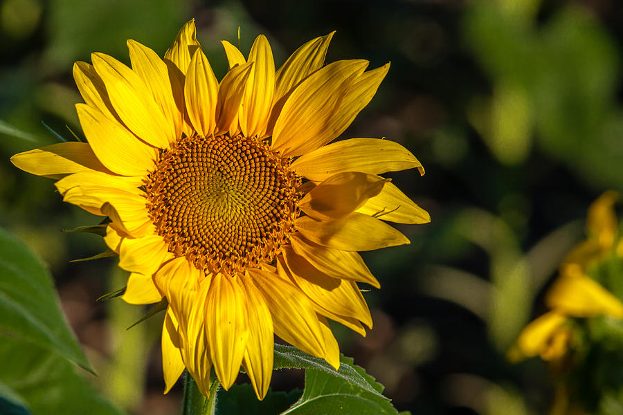 Golden Sunflower Photograph by Melinda Ledsome