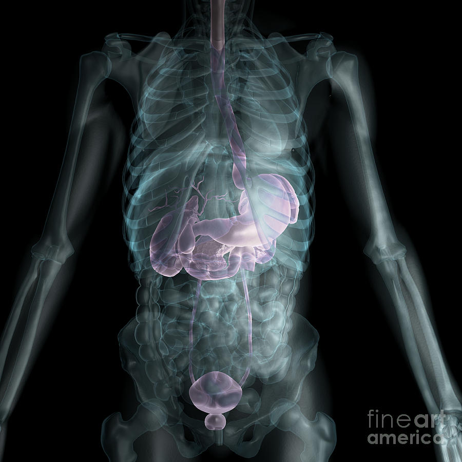 Abdomen Photograph - The Digestive System #20 by Science Picture Co