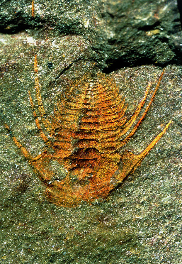 Animal Photograph - Trilobite Fossil #20 by Sinclair Stammers/science Photo Library