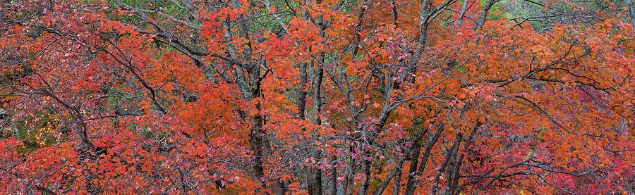 Usa, Texas, Guadalupe Mountains Photograph By Jaynes Gallery - Fine Art 