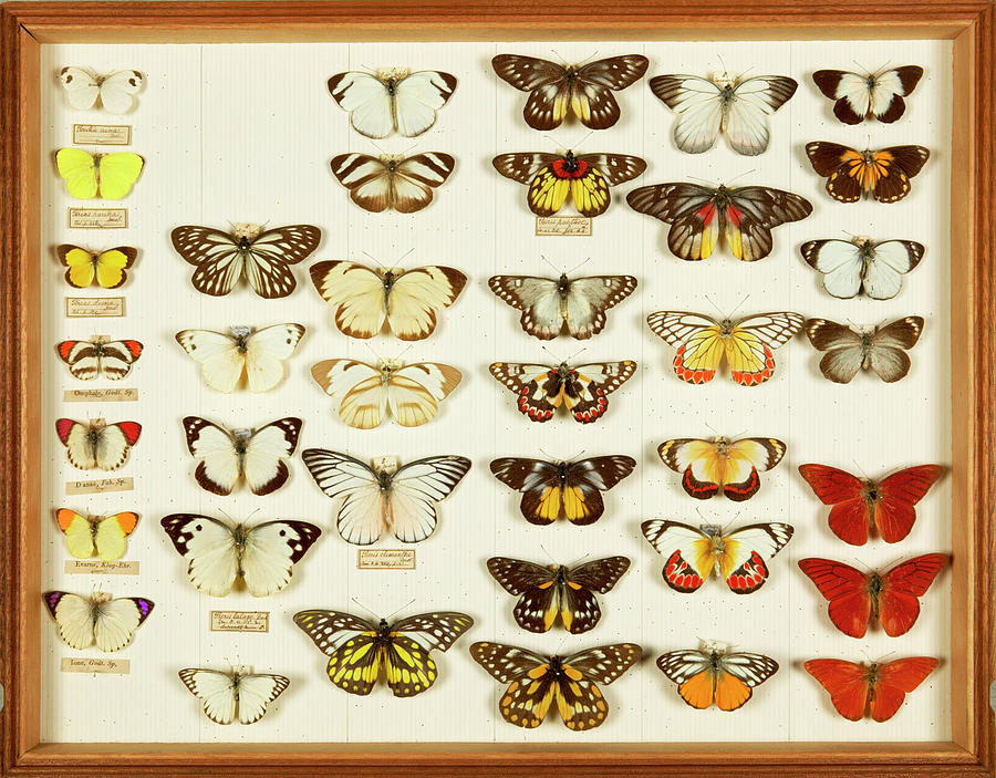 Wallace Collection Butterfly Specimens Photograph by Natural History ...