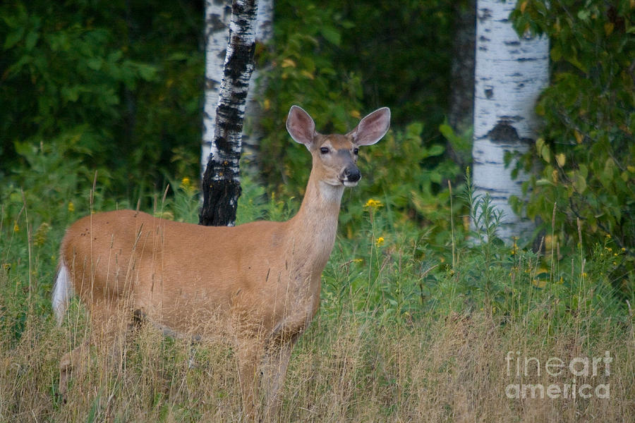 White-tailed Doe #20 Photograph by Linda Freshwaters Arndt
