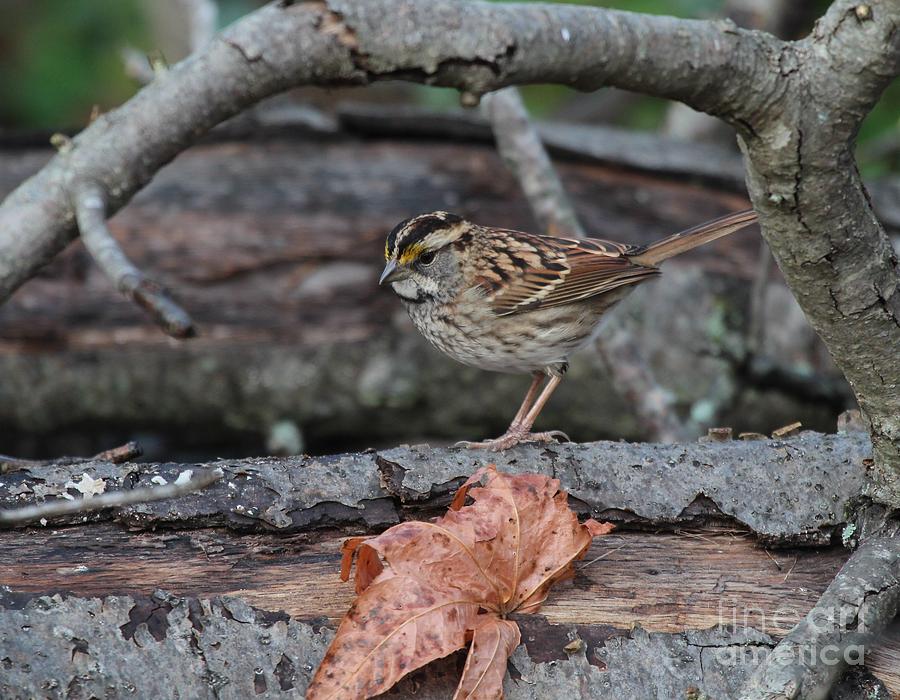 White-throated Sparrow #20 Photograph by Jack R Brock